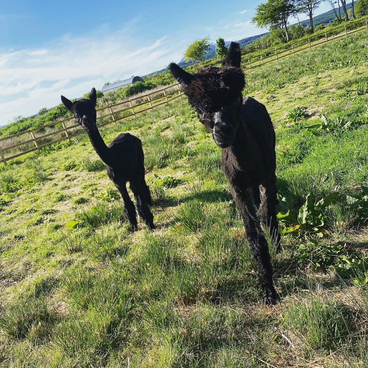 Gordie and Wallace