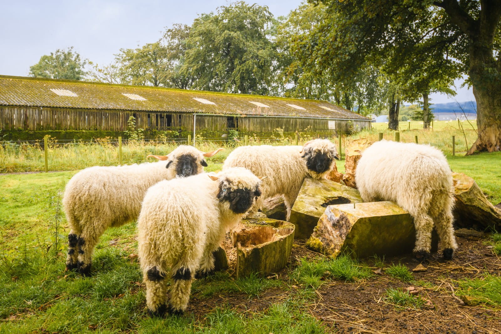 Valais Blacknose Sheep
