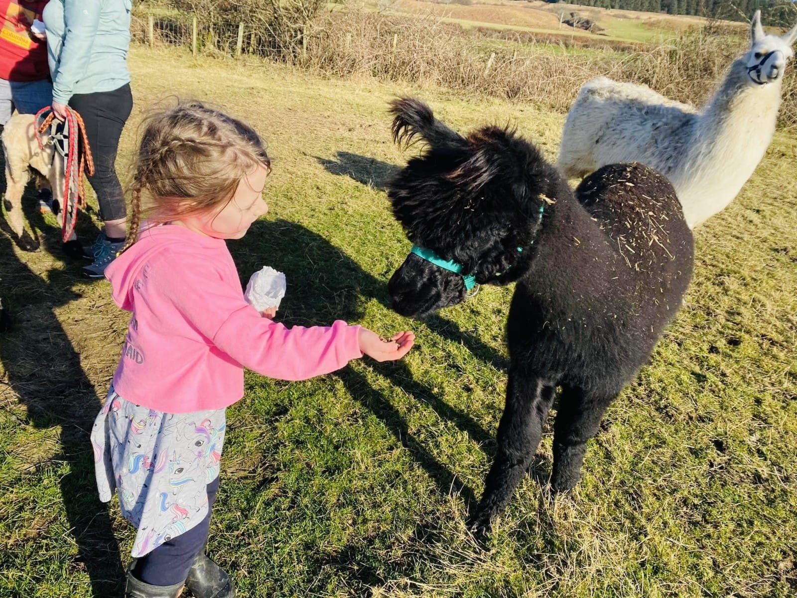 Feeding the animals