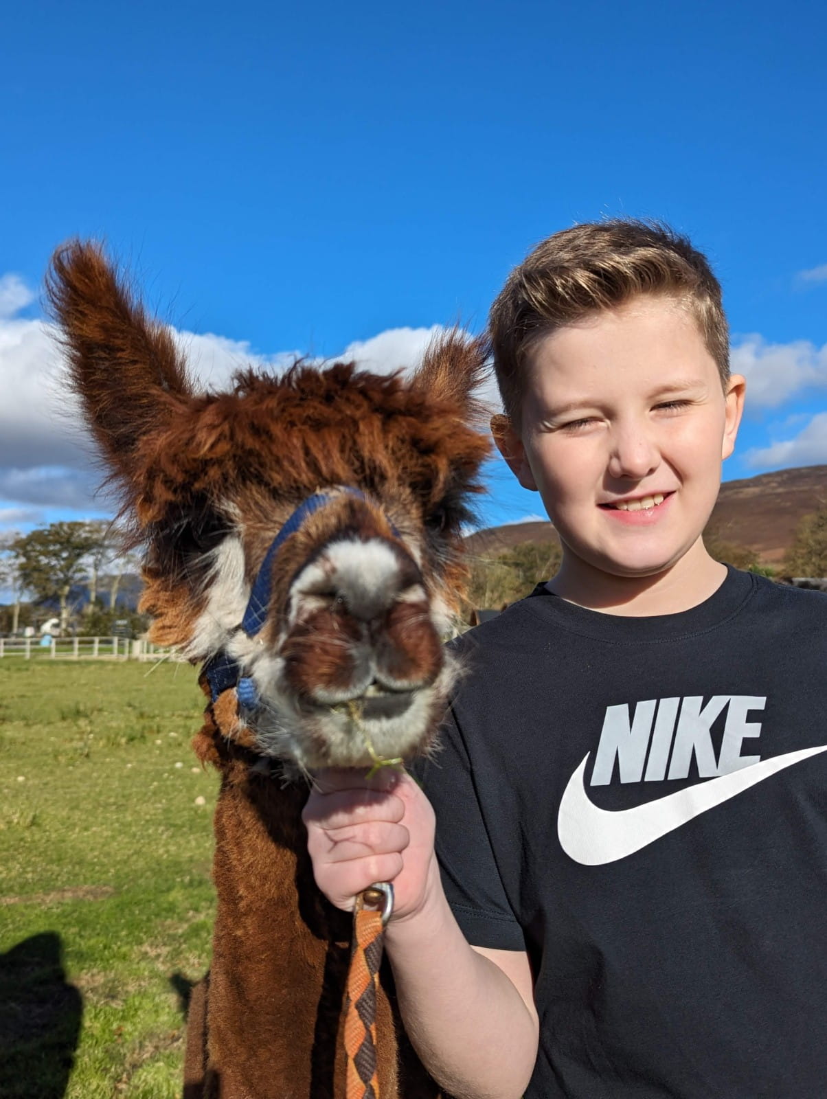 Photos with alpaca