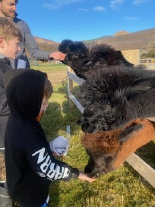 All alpacas eagerly awaiting some food - they know the sound of the feed bags!