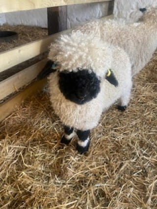 Say hello to our Valais Blacknose lambs