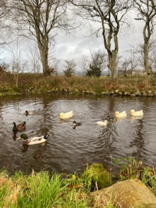 The ducks enjoying their pond
