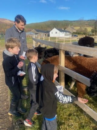 Feeding the alpacas with Tom