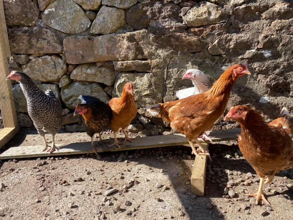 The hens are always a favourite with the children who enjoy collecting their eggs.