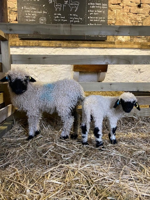 Cute lamb alert!