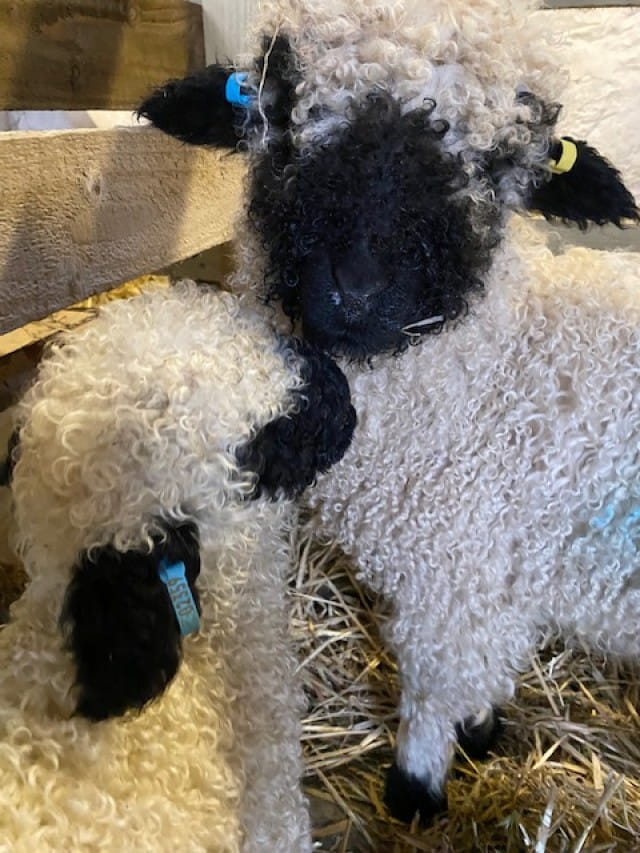 Hamish & Innis - our Valais Blacknose lambs