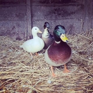 Our call ducks (they are the little ones)