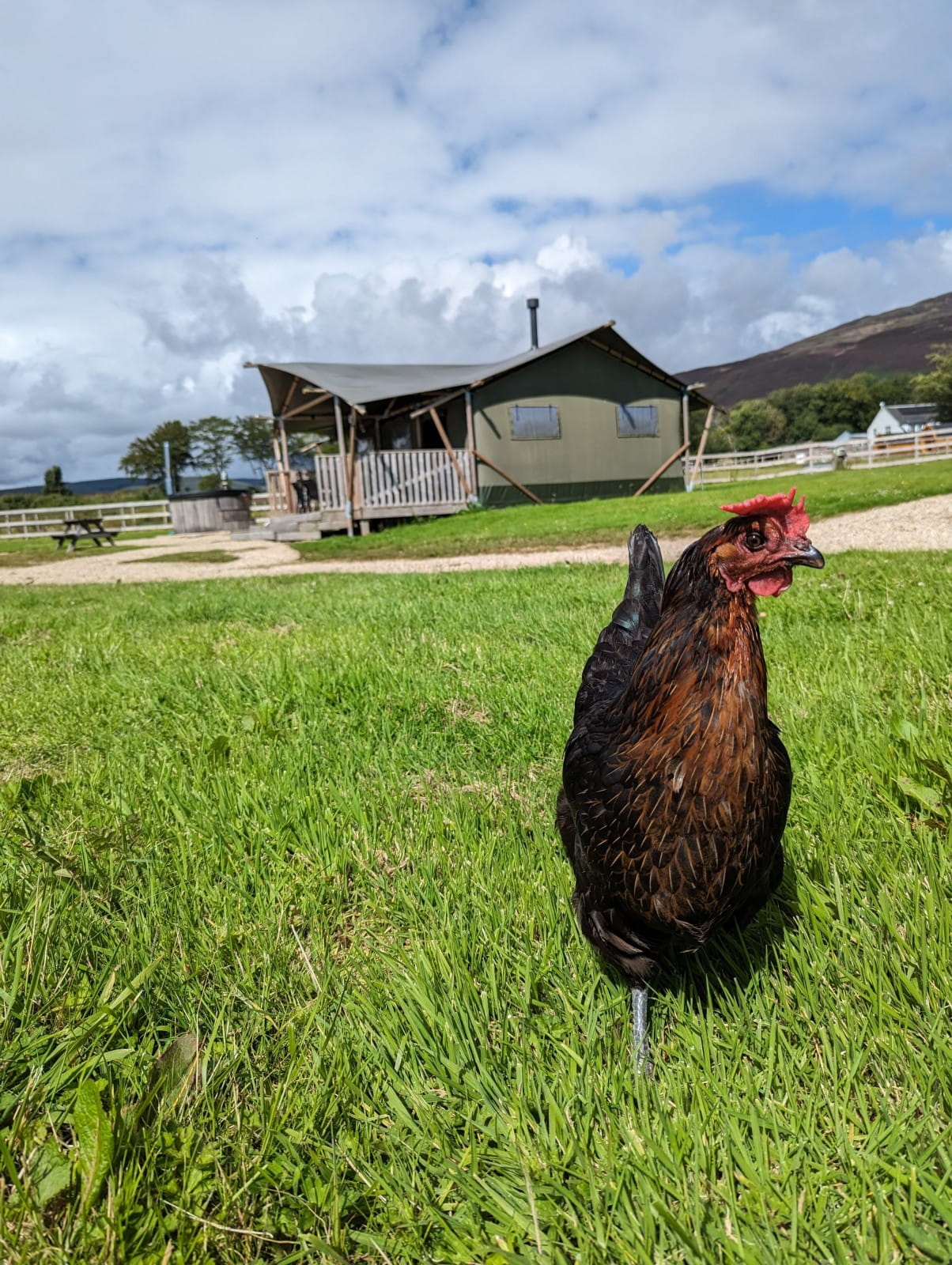 Free roaming hens