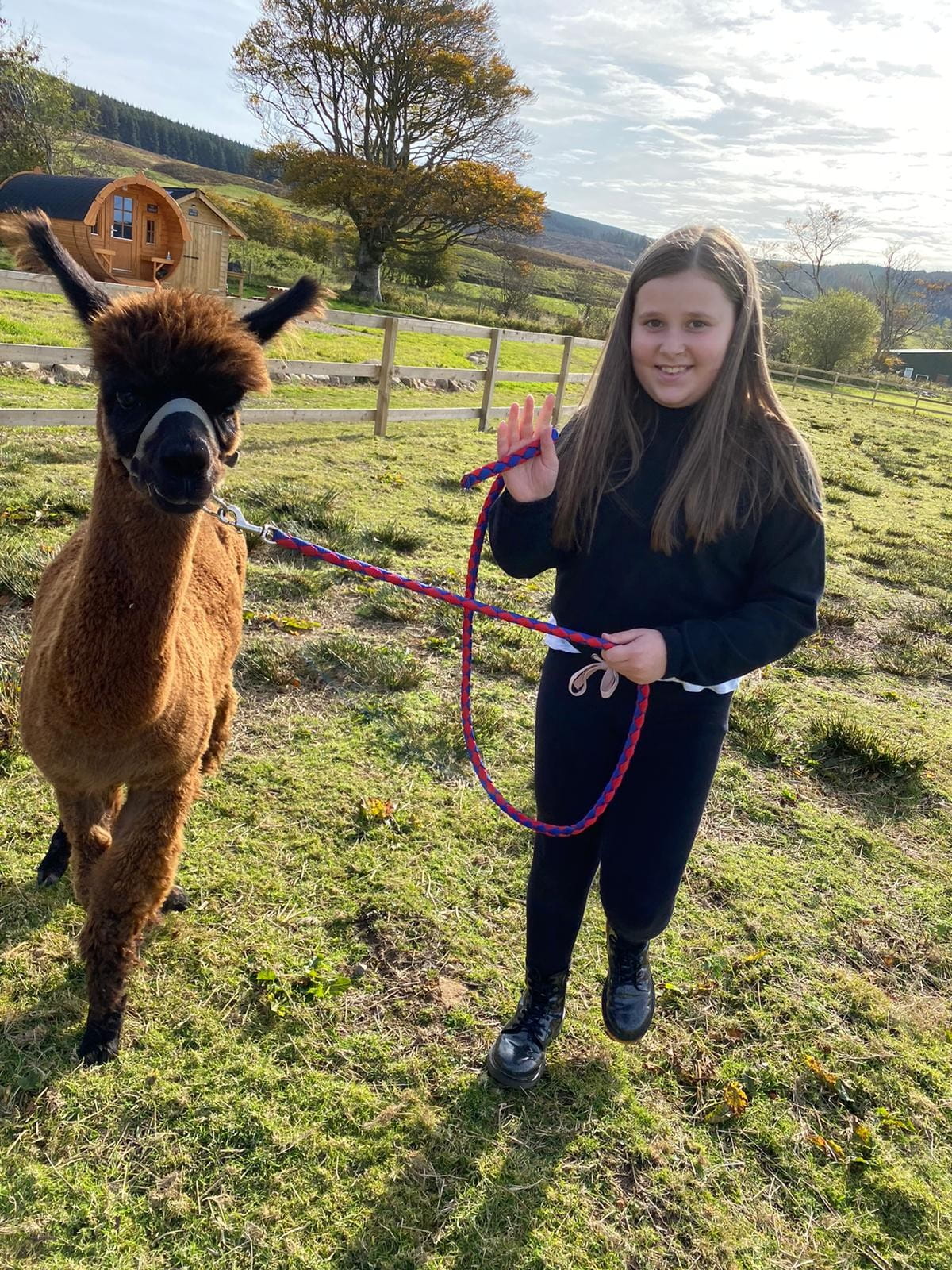 From age 8, children can lead their own alpaca