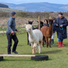 Alpaca Agility