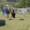Alpaca Agility