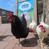 Chickens & ice cream