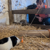 Carrot Fishing