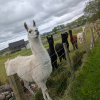 Lance the Llama & Alpacas