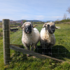 Friendliest Sheep