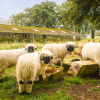 Valais Blacknose Sheep