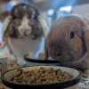 Small Animal Barn