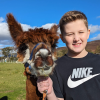 Photos with alpaca