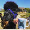 'Dougal the Alpaca' range by Ballarie Designs