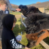 All alpacas eagerly awaiting some food - they know the sound of the feed bags!