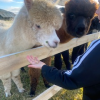 Lomond enjoying his treats