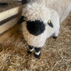 Say hello to our Valais Blacknose lambs