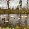 The ducks enjoying their pond