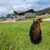 Free roaming hens