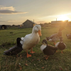 Ducks