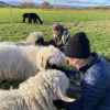 The sheep love visitors too