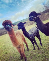Arran Alpacas