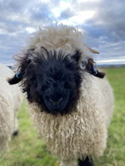 Sheep