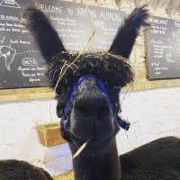Dougal